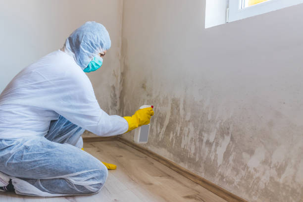Best Attic Mold Removal  in Ller, WA
