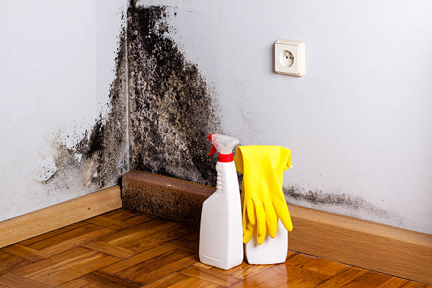 Best Residential Mold Removal  in Ller, WA